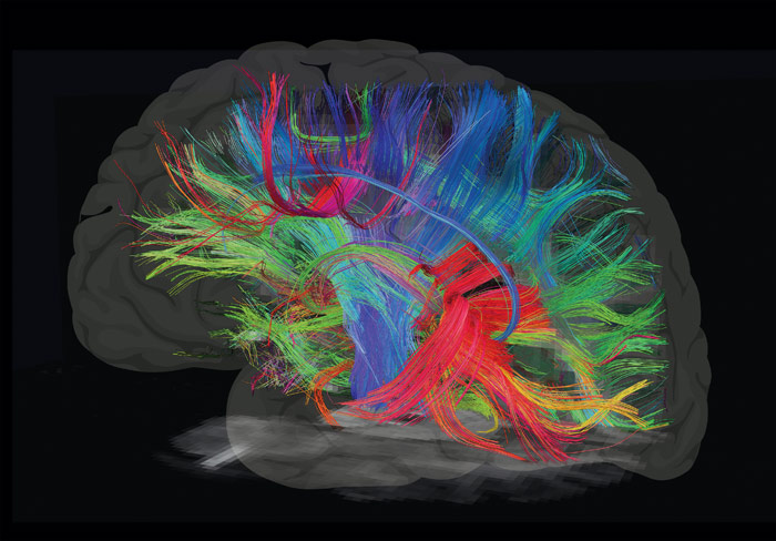 Brain waves